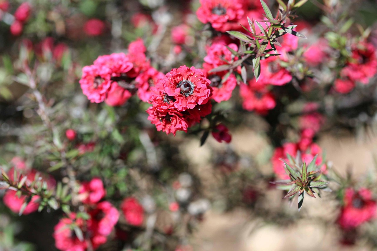 pink pearl manuka tea tree leptospermum scoparium pink bush nature shrub medicinal ornamental new zealand flower bloom blossom arid flower wallpaper spring beautiful flowers black flower background grey green teatree landscaping
