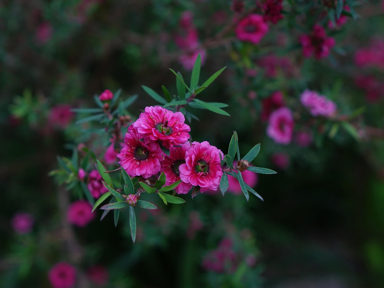 manuka flower red beautiful flowers new zealand leaves bloom flower background nature flower wallpaper plant branch