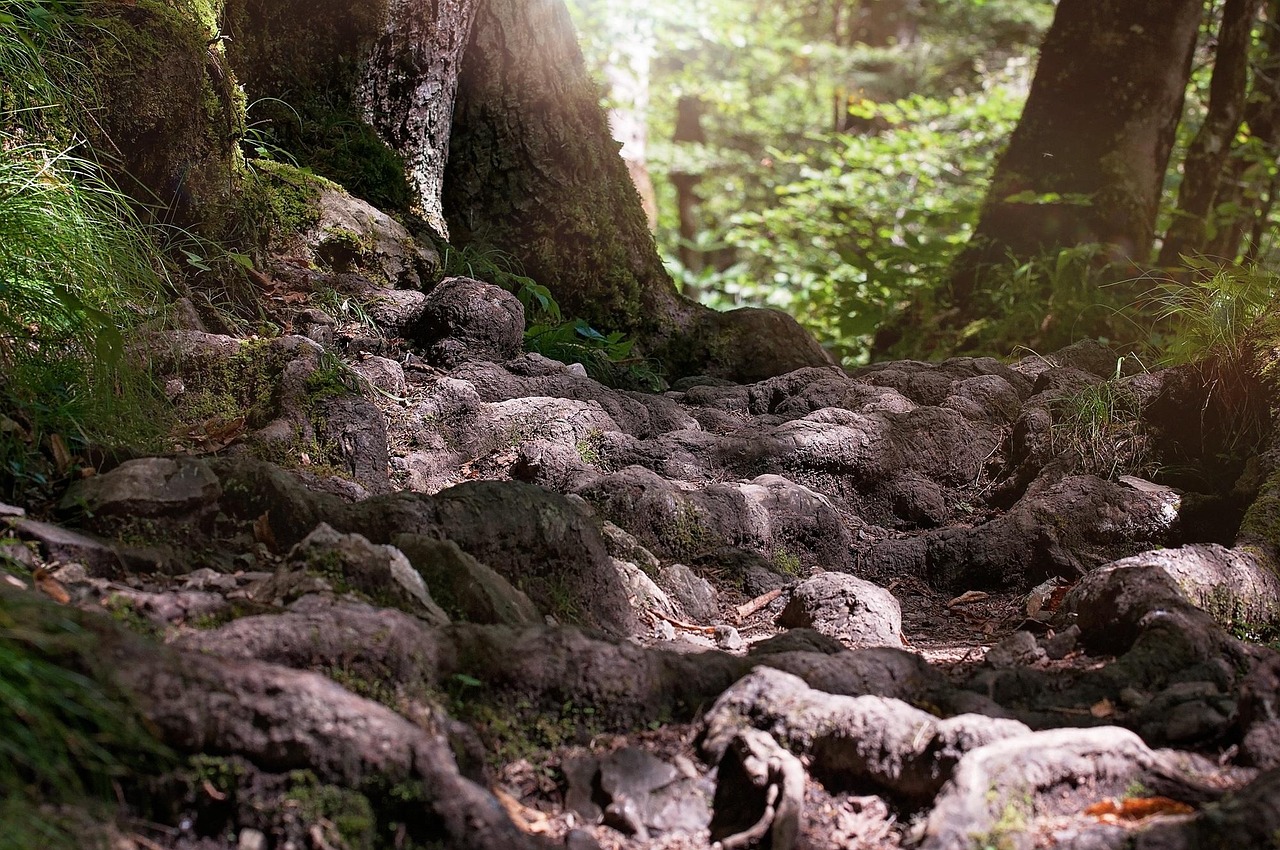 path roots forest nature close up trail ground woods woodlands root path forest path nature trail forest trail nature path roots forest ground ground ground ground ground