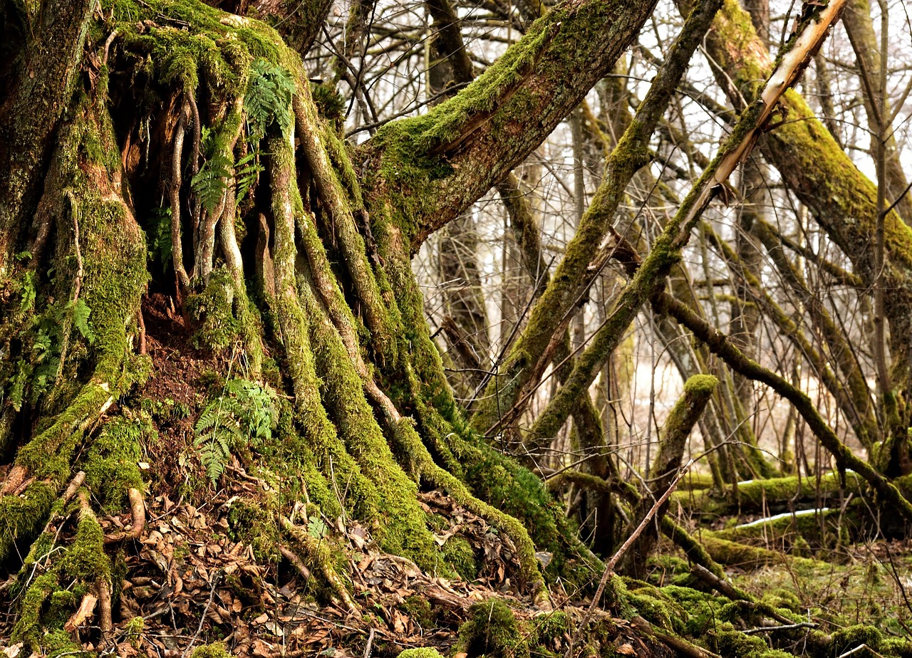 root old tree root nature tree trunk plants mis shapen rotten structure old root rots decay weathered moss tree forest root tree root tree root tree root tree root tree root tree trunk tree trunk moss moss