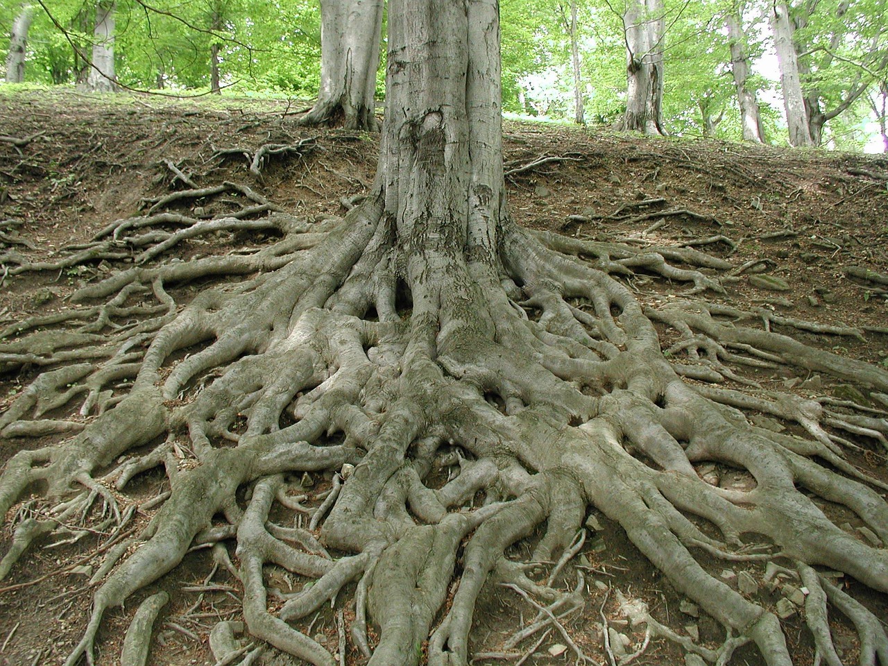 root tree trunk tree forest nature environment quiet grow shallow root root root root root root