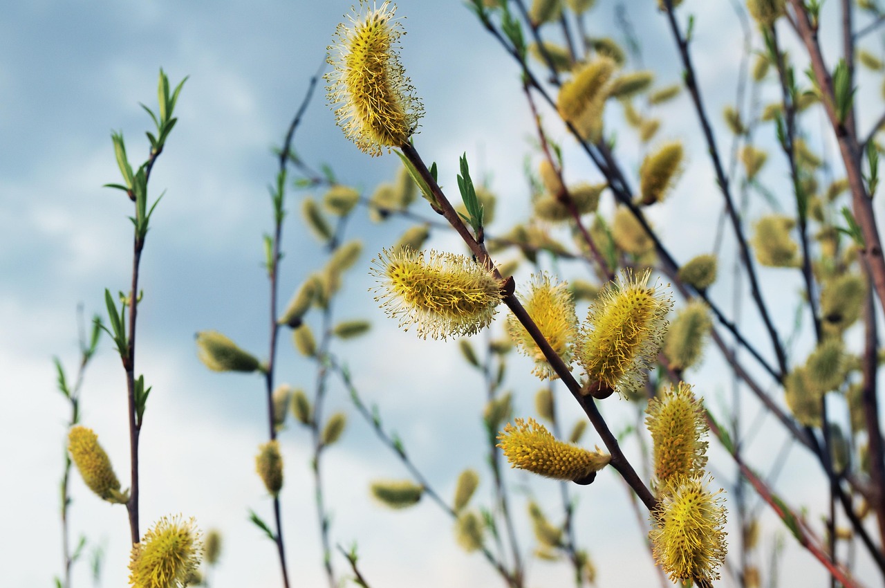 willow catkins floral background windows wallpaper wallpaper 4k 4k wallpaper 1920x1080 desktop backgrounds wallpaper hd branches tree free wallpaper laptop wallpaper plant free background cool backgrounds beautiful wallpaper mac wallpaper full hd wallpaper hd wallpaper 4k wallpaper spring salix gracilistyla nature background
