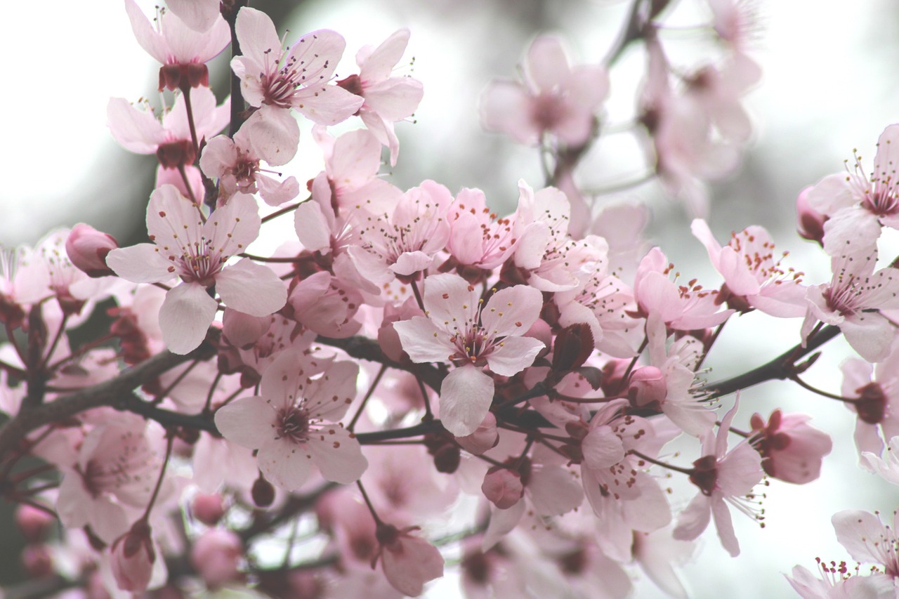 cherry blossoms flowers tree bloom spring flower background bud branch nature flower wallpaper cherry tree ornamental cherry easter beautiful flowers growth eastercollection