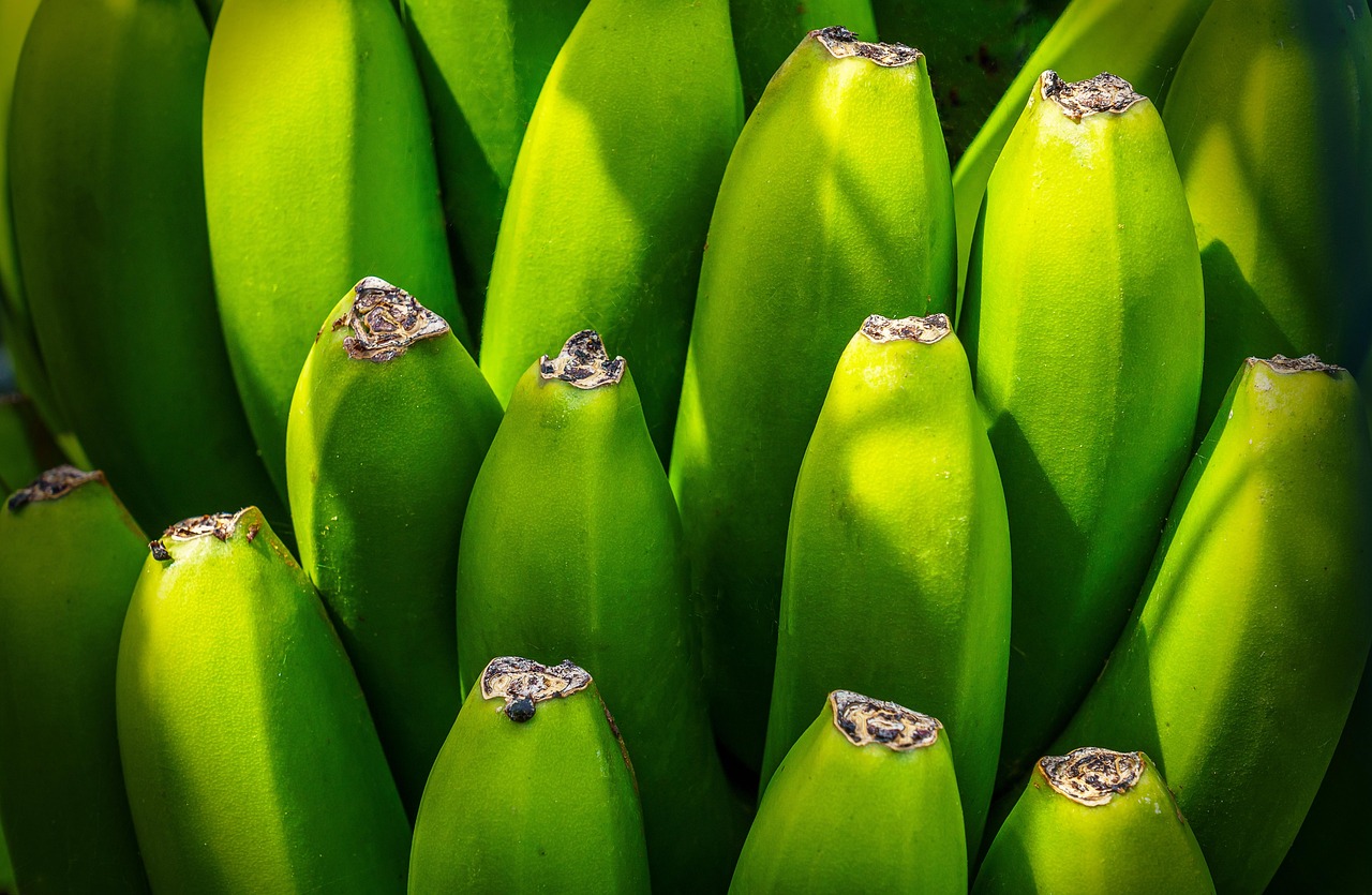 banana tree fruit nourishment green yellow group shrub canary islands export health details close up fruit fruit green group health health health health health
