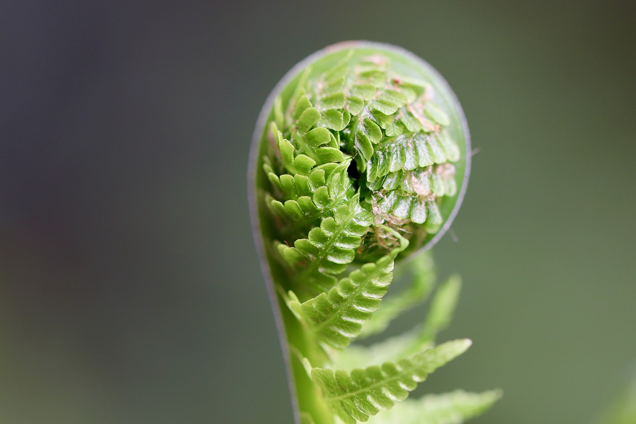 fern sprout plant fern fronds unfold growth spring flora nature unroll close up fern fern fern fern sprout sprout growth growth growth growth growth spring