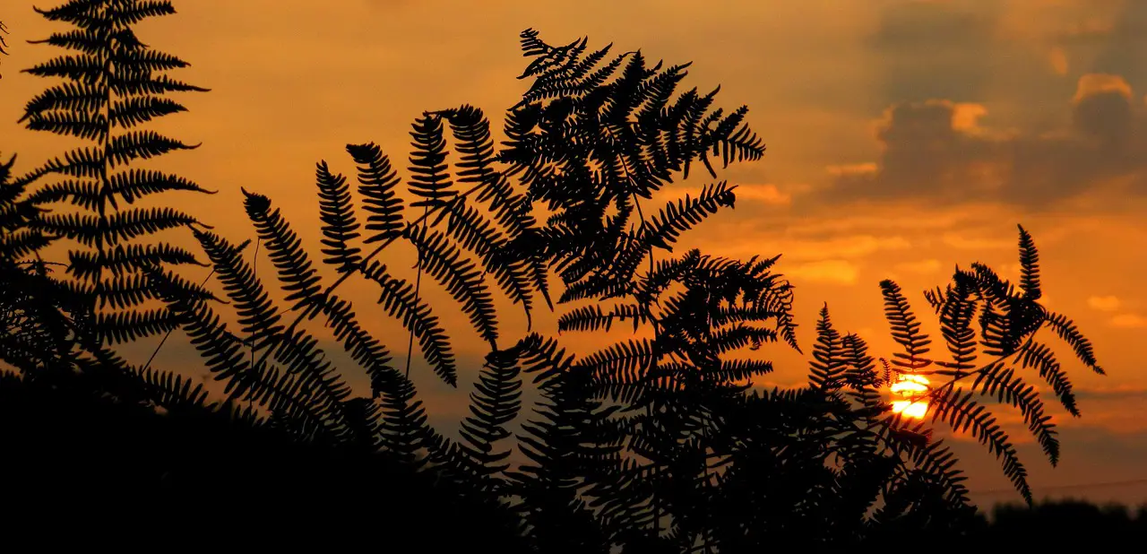 sunrise sunset fern nature plants dawn afterglow sunrise sunrise sunrise sunrise sunrise fern fern