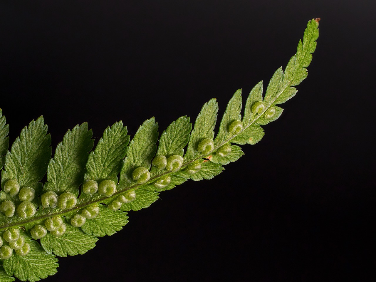 fern worm fern fern fronds close up fern plant green plant spores fern fern fern fern fern