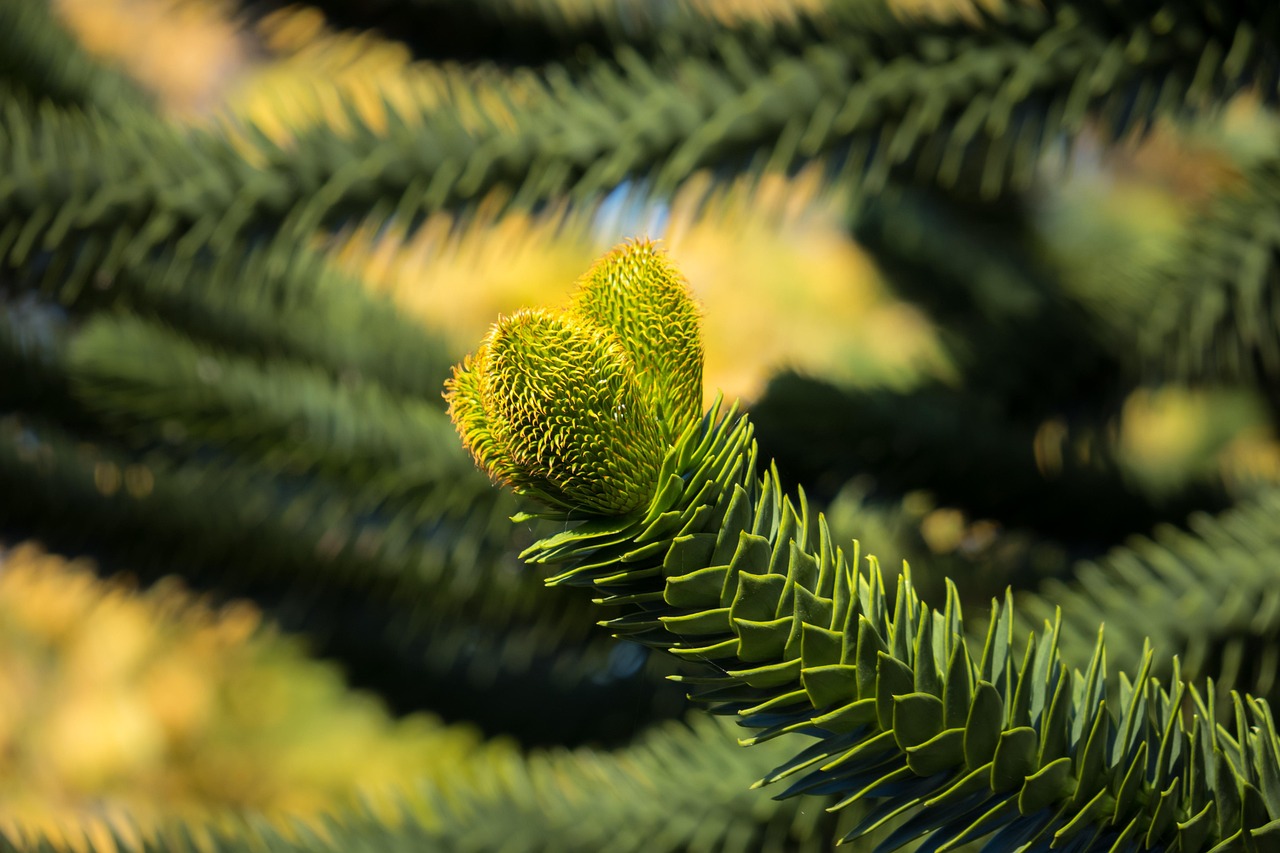 araucana chile pine chile fir snake tree shed fir monkey puzzle tree nature chilean schmucktanne araucaria tree
