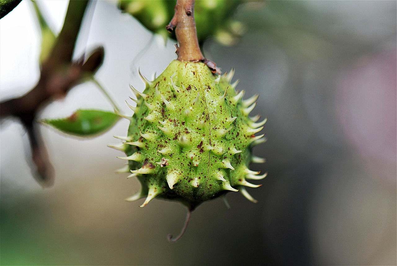 chestnut buckeye shell prickly flora botany