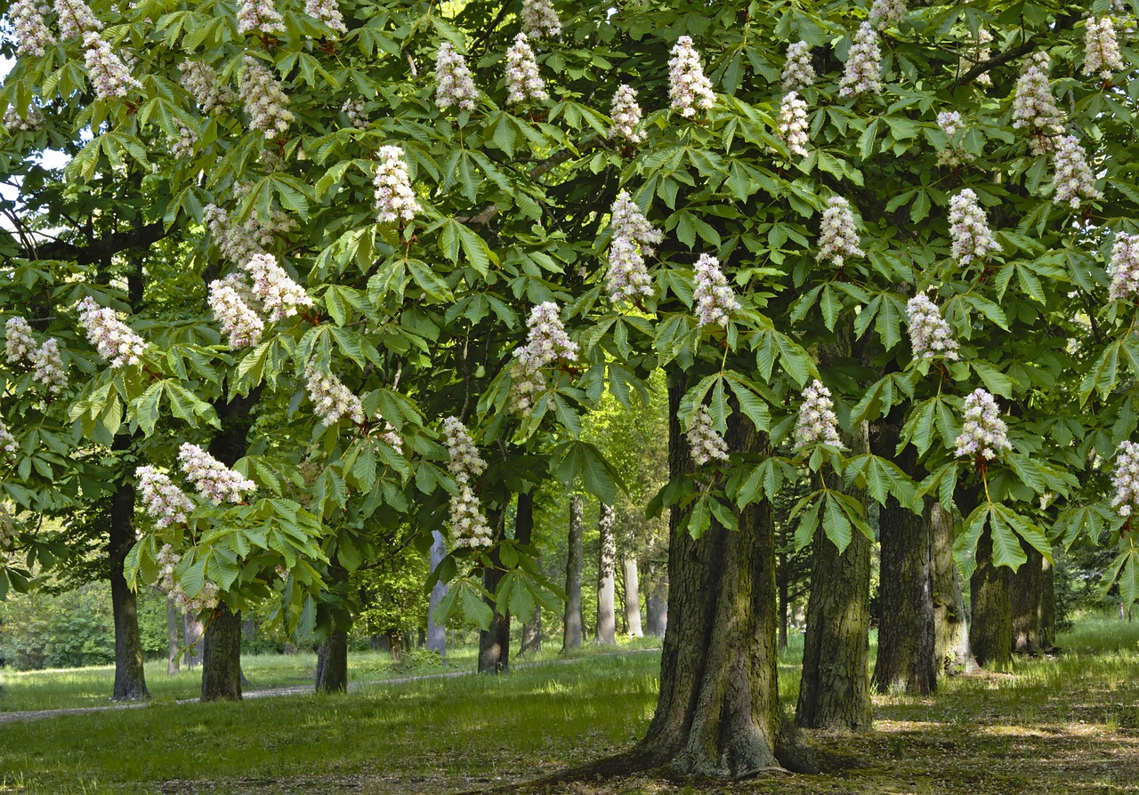 chestnuts chestnut trees deciduous trees blossom bloom heyday chestnut blossom buckeye spring season inflorescence blooming bloom park nature chestnuts chestnuts chestnuts chestnuts chestnuts chestnut trees chestnut trees chestnut blossom buckeye buckeye buckeye buckeye buckeye spring spring season park