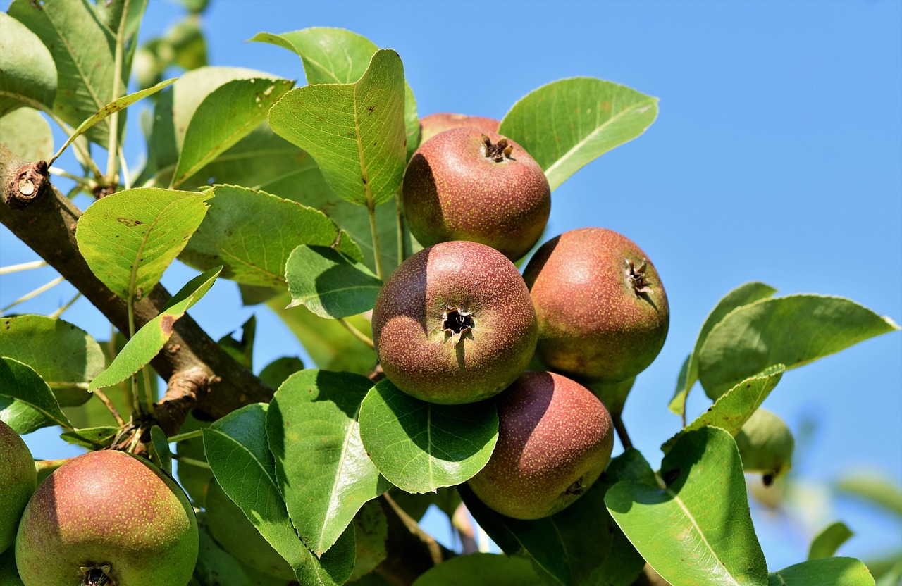 apples fruits food fresh healthy ripe organic sweet produce apple tree apple orchard branch harvest apple tree apple tree apple tree apple tree apple tree apple orchard