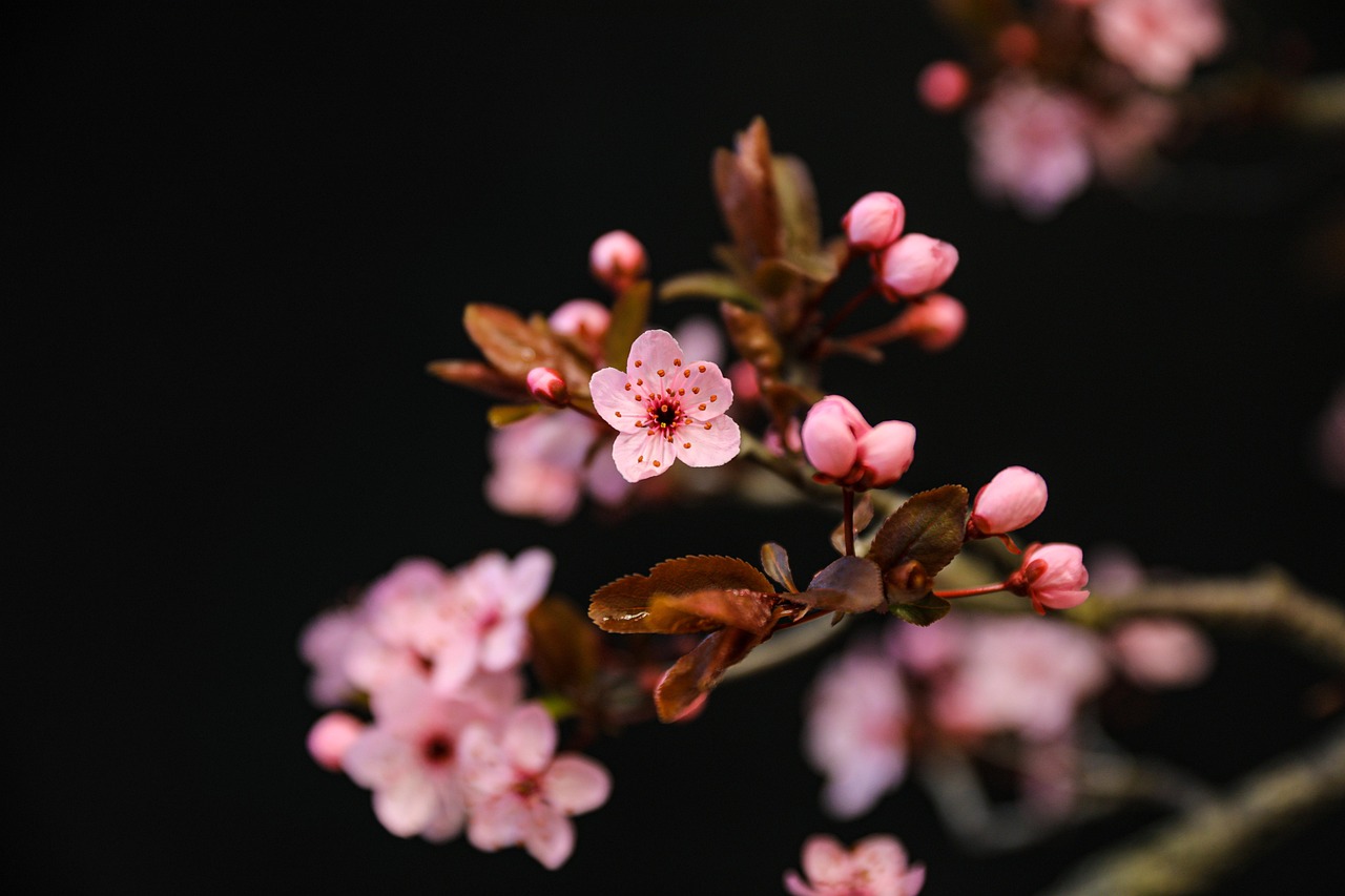 spring flower plum blossom blood plum fruit tree garden bud nature flower wallpaper botany bloom flower background blossom beautiful flowers cherry blossom