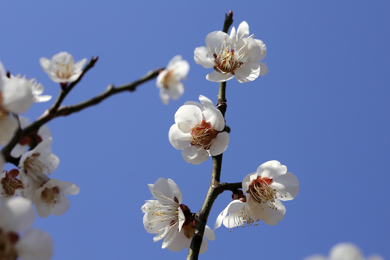 flowers flower background beautiful flowers plum blossom bloom blossom botany nature seasonal flower wallpaper spring spring flowers plum tree