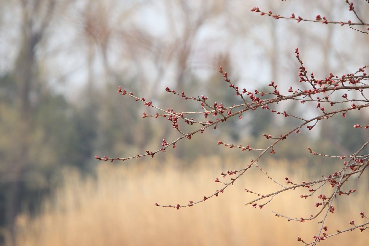 peach flower buds branches peach blossom spring flower spring tree plant nature closeup buds buds peach blossom peach blossom spring spring spring spring spring