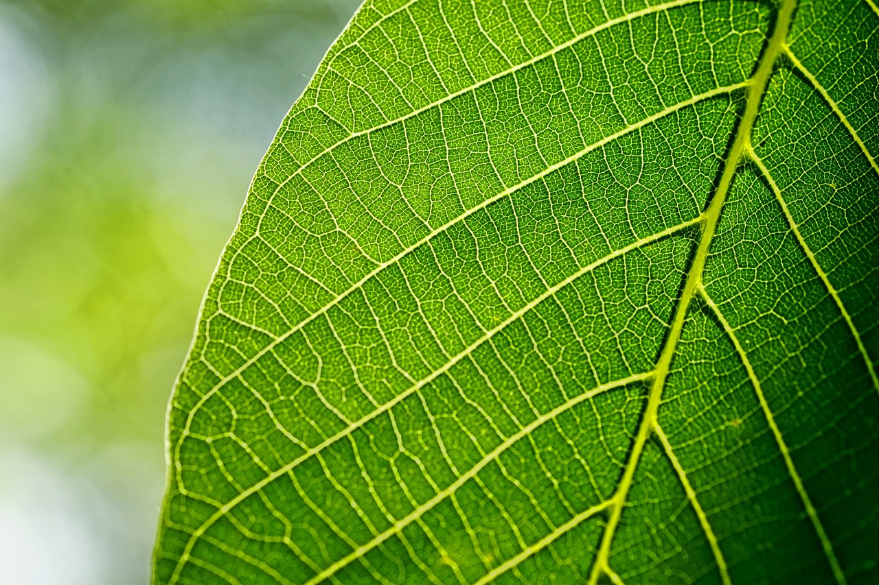leaves leaf nature walnut leaf spring macro green