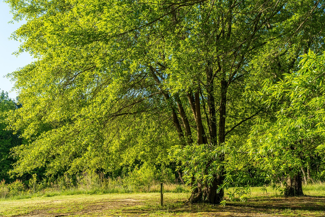 walnut tree spring walnut grove april landscape walnut leaves tree walnut leaves green nature branch leaf plant spring branches backlighting yellow walnut tree walnut tree walnut tree walnut tree walnut tree walnut