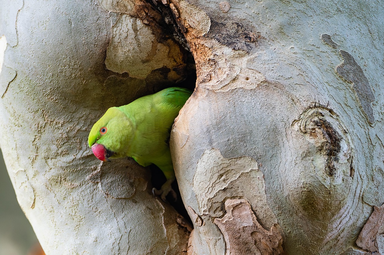 ring-necked parakeet bird nature parakeet parrot psittacula krameri tree green bird wildlife tropical sycamore bird watching animal beak ornithology tree hollow nature parrot parrot parrot parrot parrot