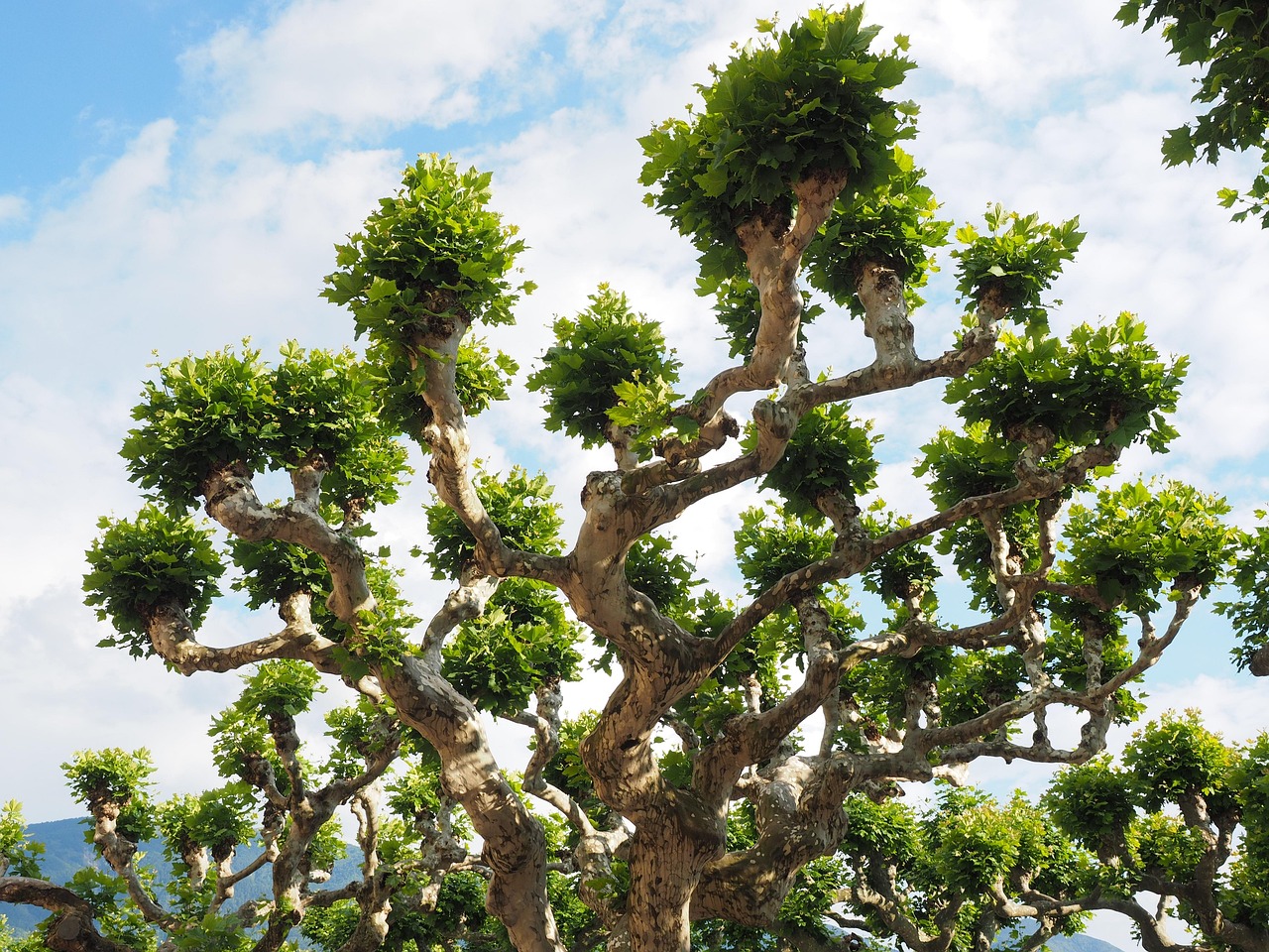 sycamore nature tree branch