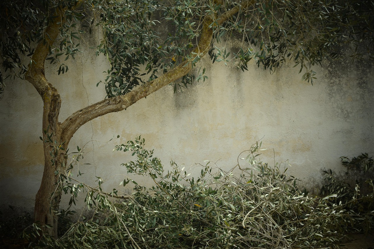 olive tree nostalgia background cut tree pruning tree tree pruning pruning olive tree beautiful beautiful wallpaper free wallpaper mac wallpaper free background decorative olive leaves wallpaper hd laptop wallpaper desktop backgrounds windows wallpaper full hd wallpaper cool backgrounds 4k wallpaper 1920x1080 wallpaper 4k hd wallpaper 4k wallpaper green