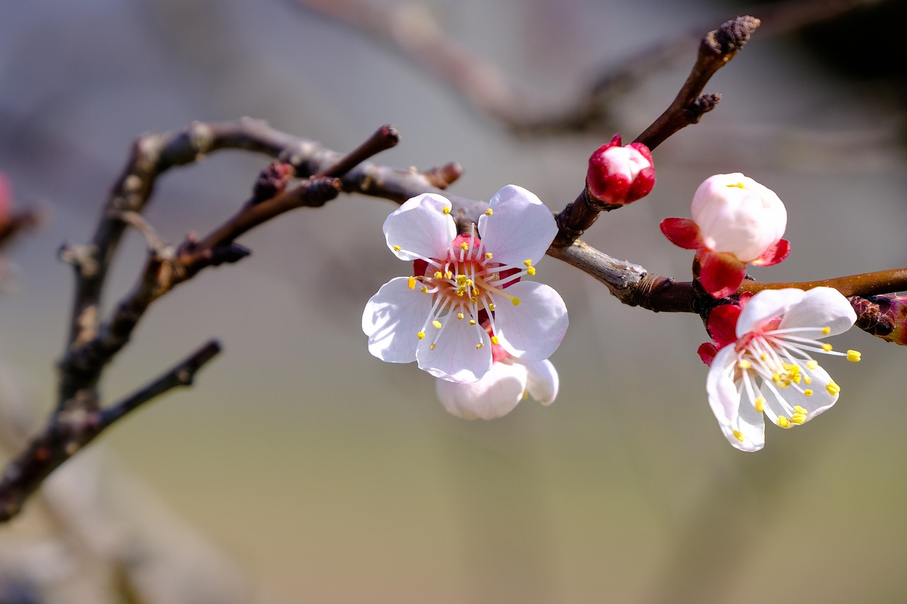blossom bloom flower wallpaper tree apricot spring fruit nature apricot blossom flower background beautiful flowers fruit tree blossoming branch tree branch flowers