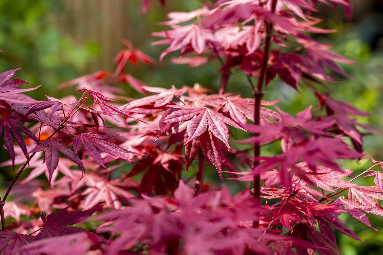 acer acer palmatum maple tree colorful nature foliage acer acer acer acer acer palmatum acer palmatum acer palmatum acer palmatum acer palmatum