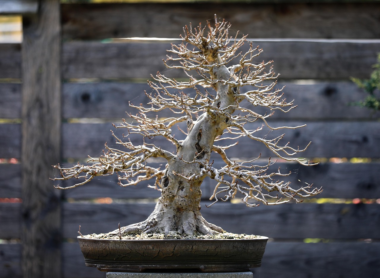 bonsai sycamore plant tree branches deciduous nature wood japanese culture decorative decoration japanese