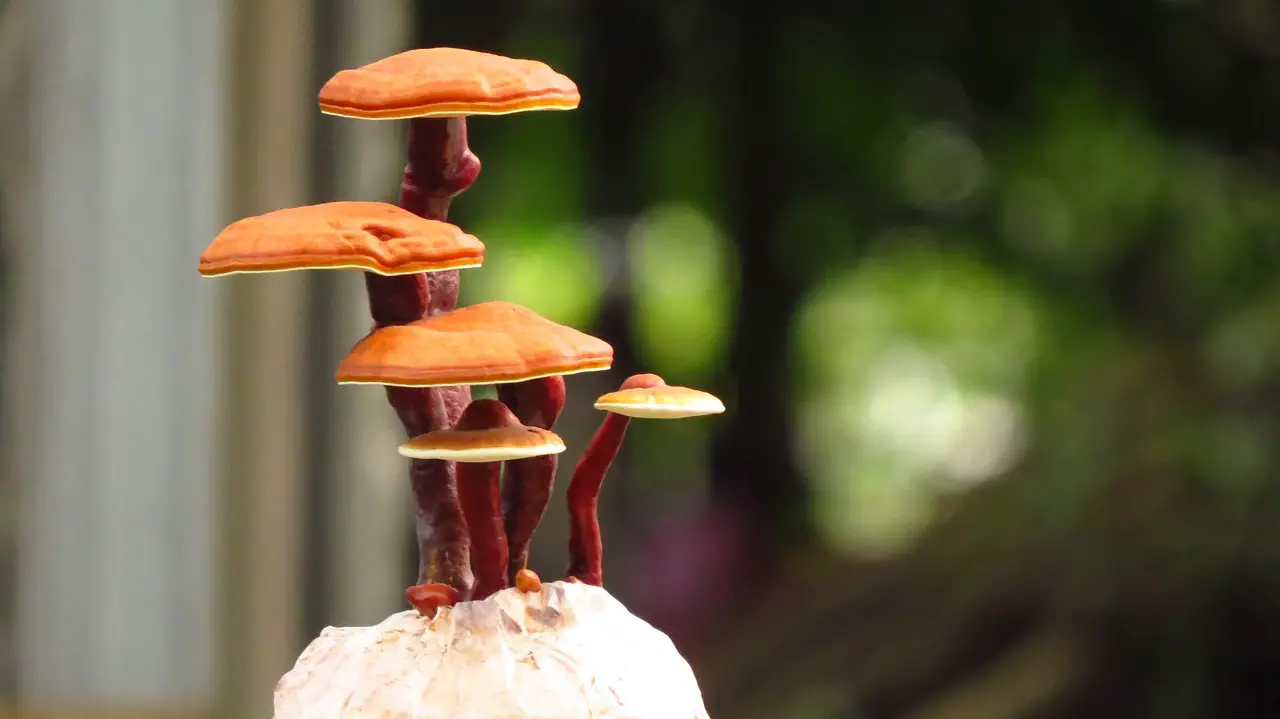 ganoderma lucidum bonsai reishi bonsai ganoderma bonsai