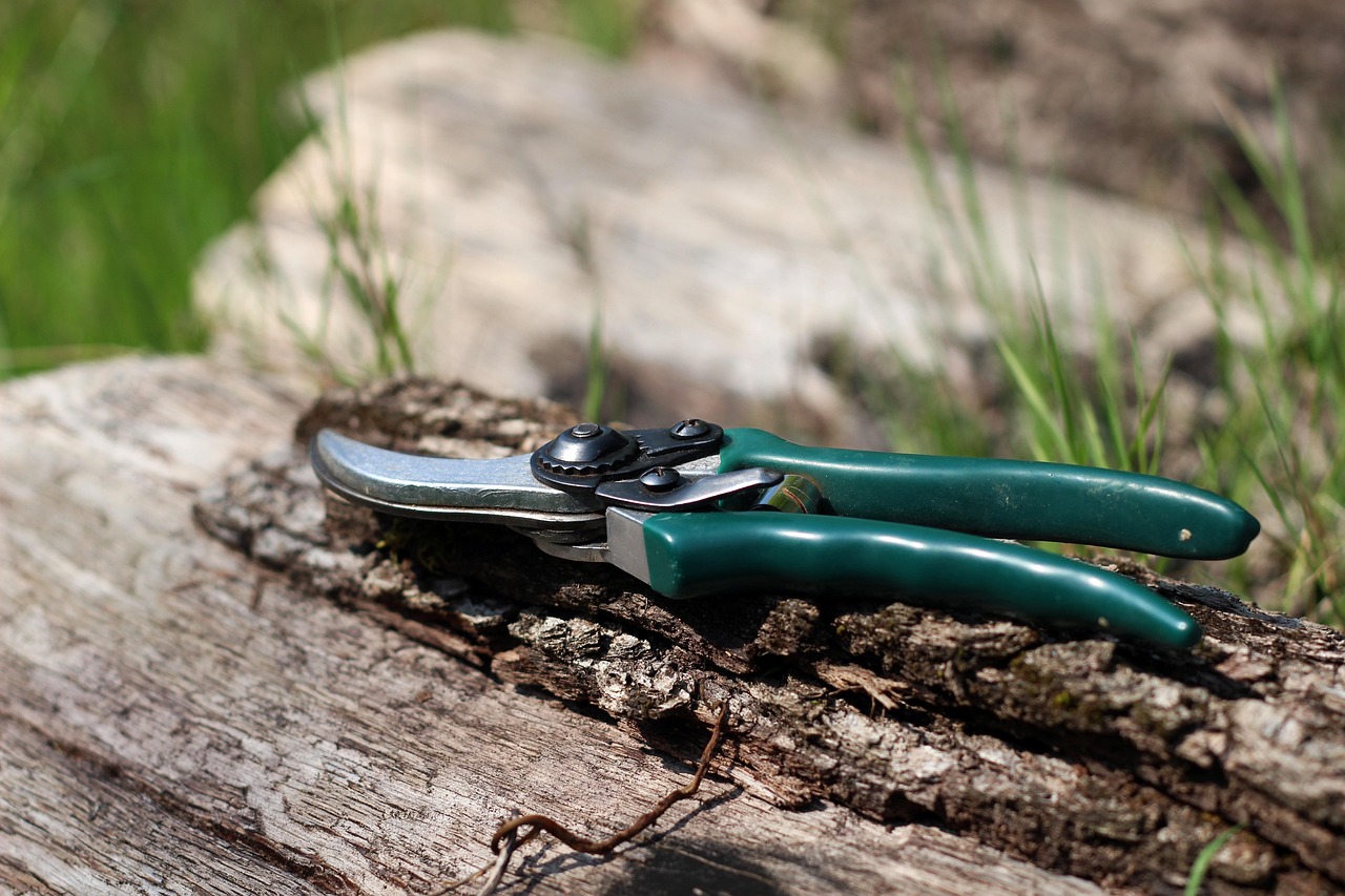 shears scissors garden gardening vegetable garden prune nature pruning pruning scissors