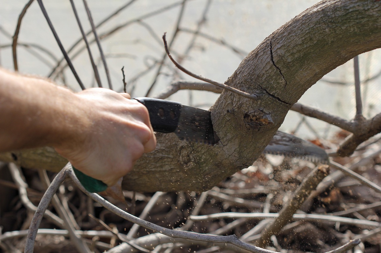 sierra saw tool cutting pruning branch trunk hand arm gardening pruning pruning pruning pruning pruning