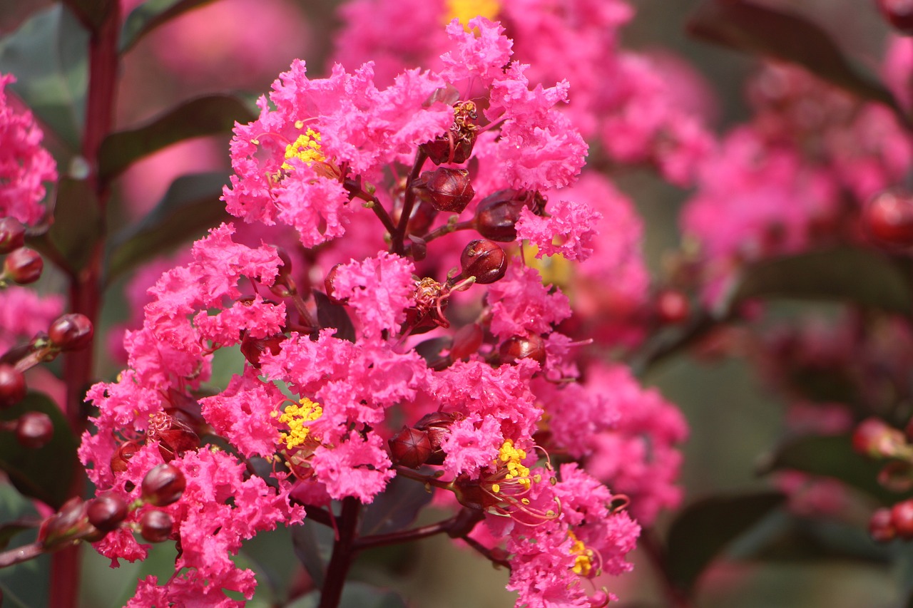 crape myrtle flower velvet crape myrtle idyllic scenery