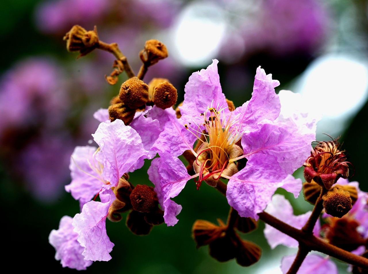 crape myrtle pink flower background flower wallpaper flowers crepe myrtle flora beautiful flowers nature garden