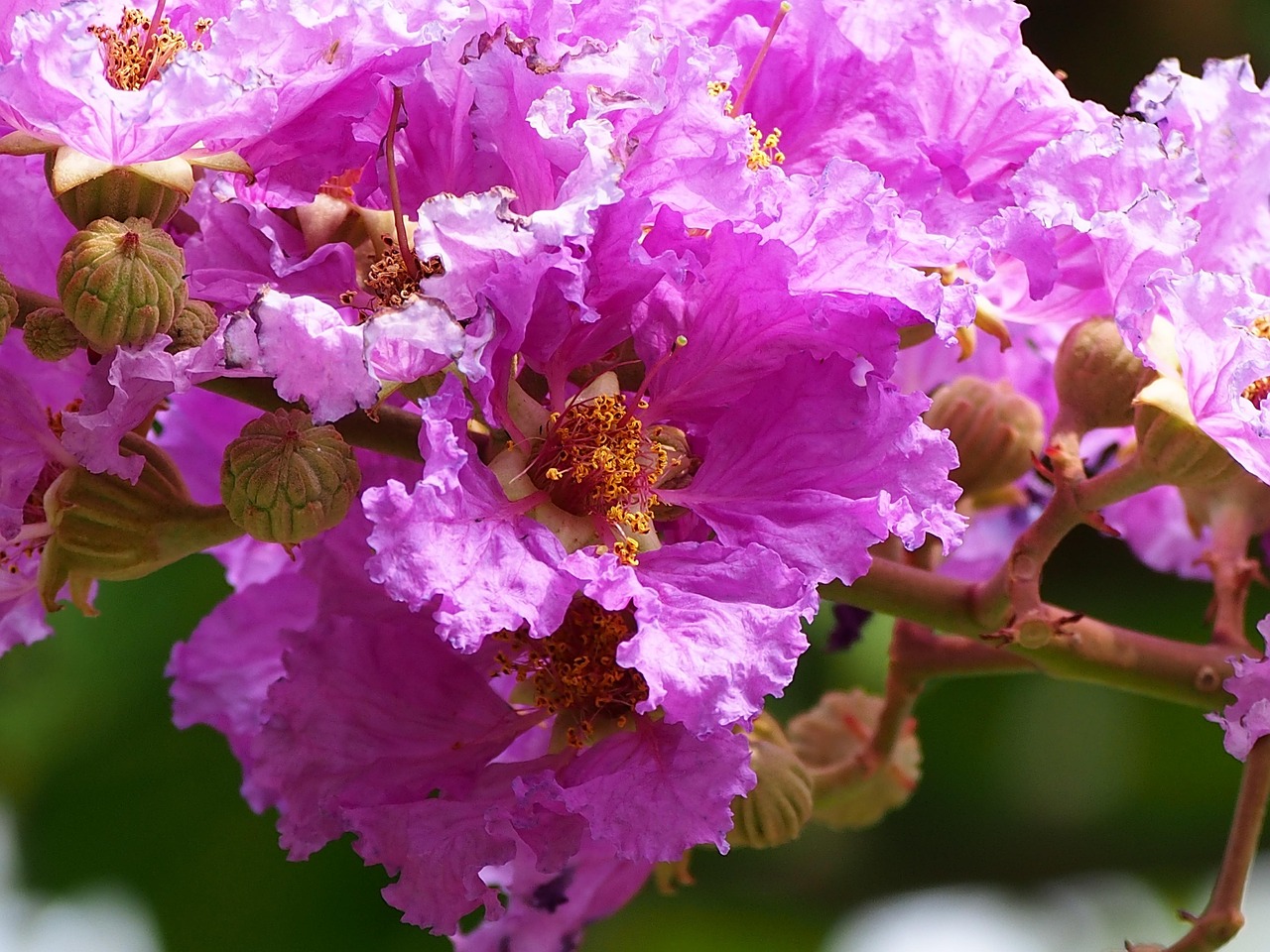 big flower crape myrtle pink purple taipei crape myrtle crape myrtle crape myrtle crape myrtle crape myrtle