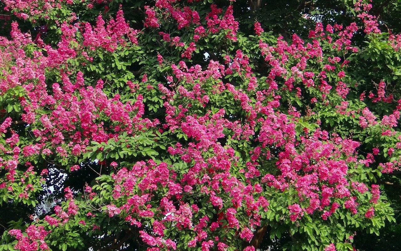 giant crape myrtle flower wallpaper ride of india pink flowers flower background lagerstroemia speciosa queen's crape myrtle flowers india beautiful flowers nature garden