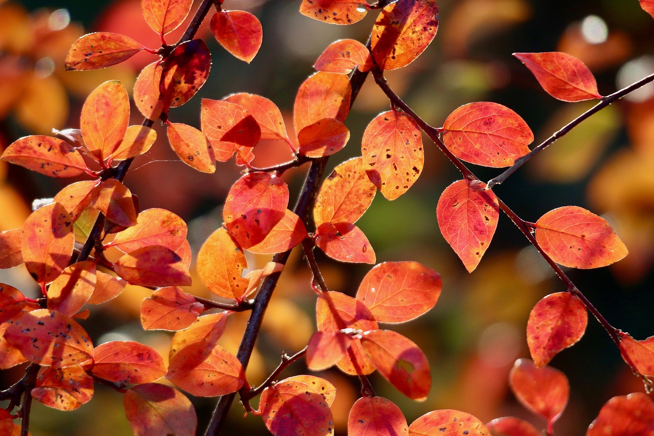cotoneaster red leaves autumn sun autumn colors discoloration fall branch plant nature