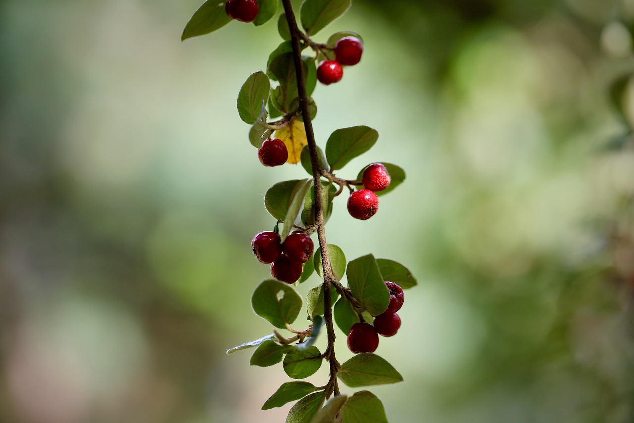 cotoneaster diels cotoneaster gray medlar fruit plant leaves shrub branch cotoneaster dielsianus slightly toxic nature close up bokeh rock medlar ground cover