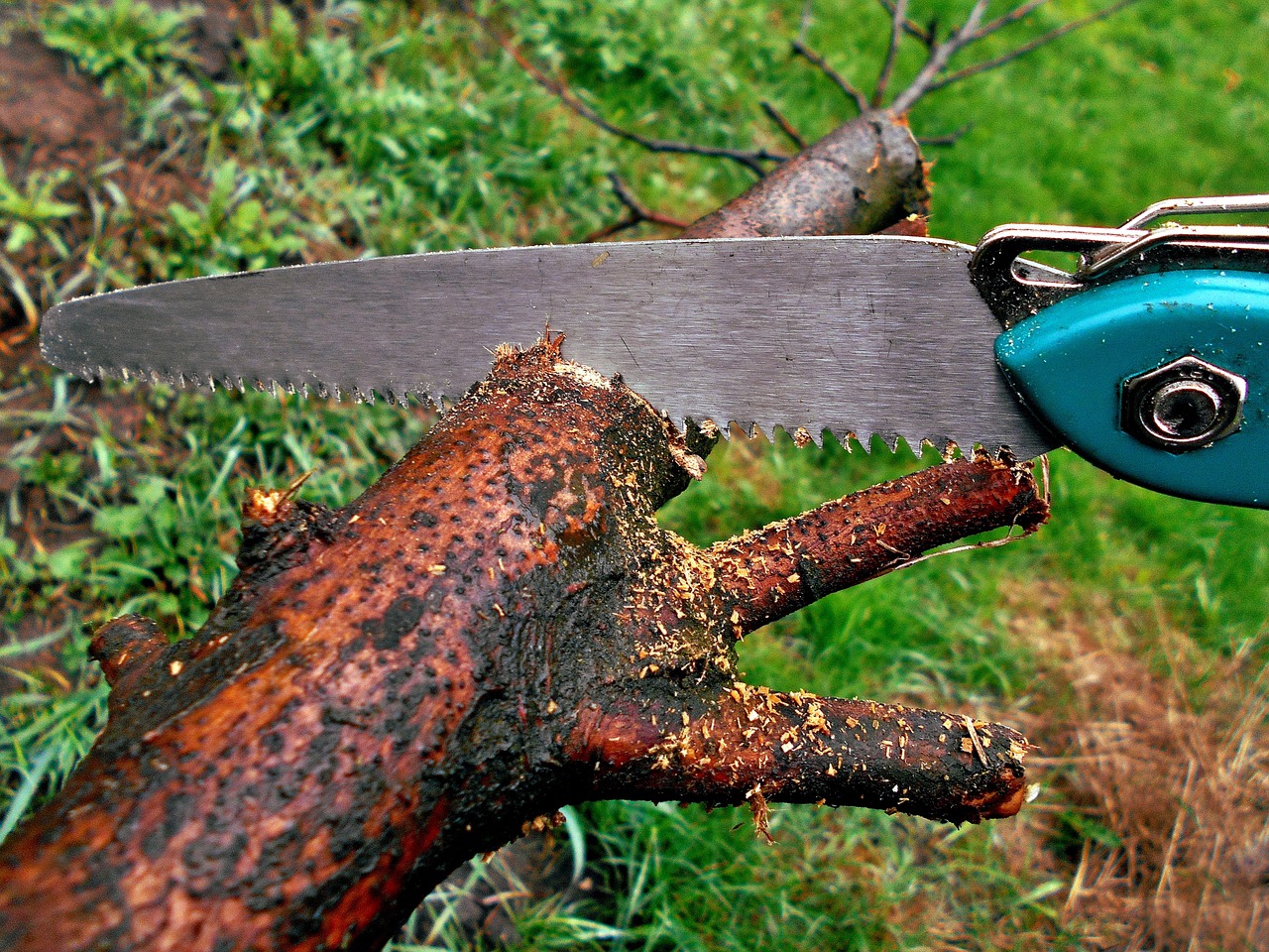 sawing saw garden spring nature pruning gardening trees the ball