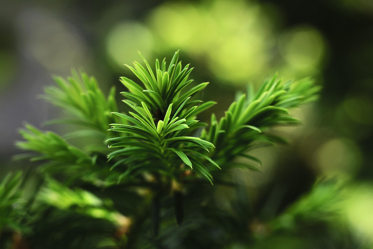 needles branch sprig nature goes away plants tree evergreen conifer green nature evergreen evergreen evergreen evergreen evergreen green