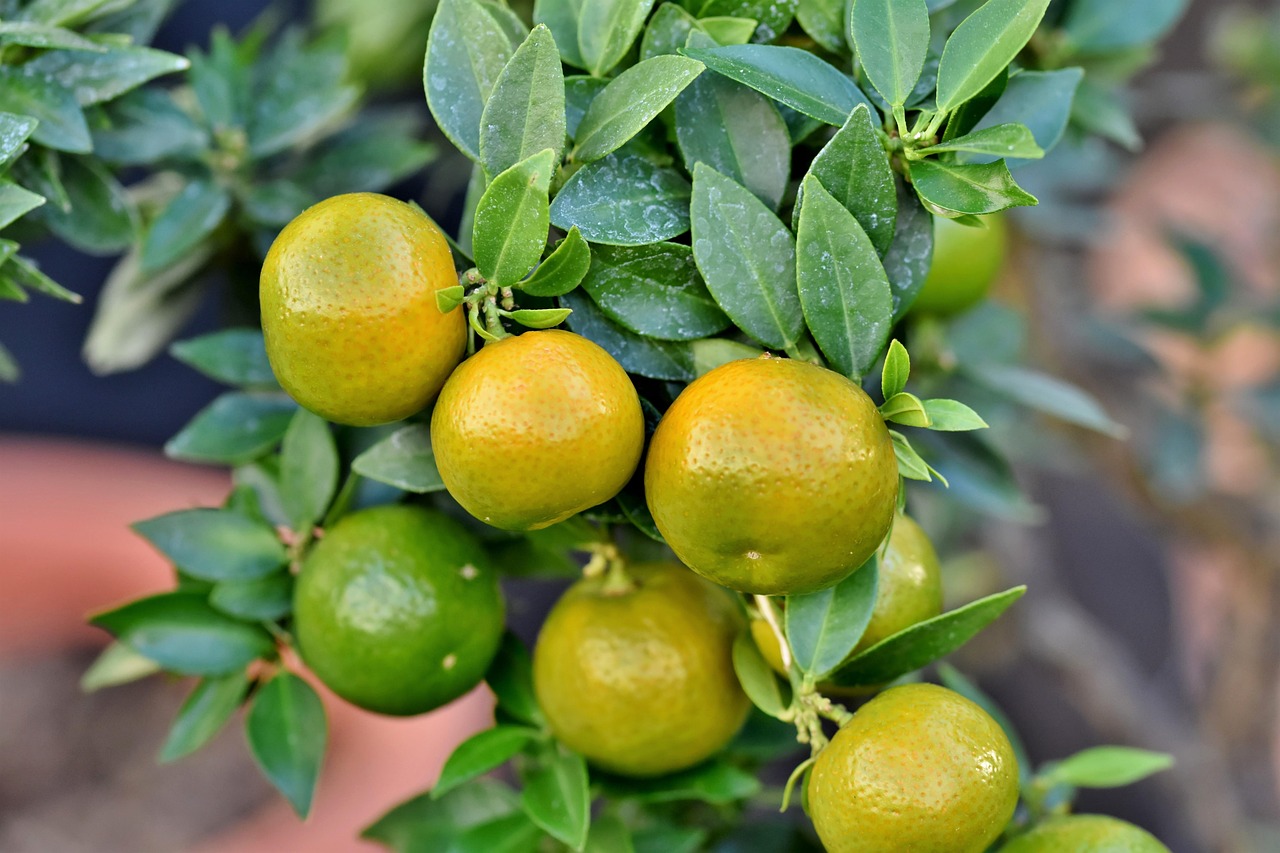 grapefruit fruit citrus fruit vitamins grapefruit tree ripe healthy food grapefruit grapefruit grapefruit grapefruit grapefruit fruit fruit fruit food