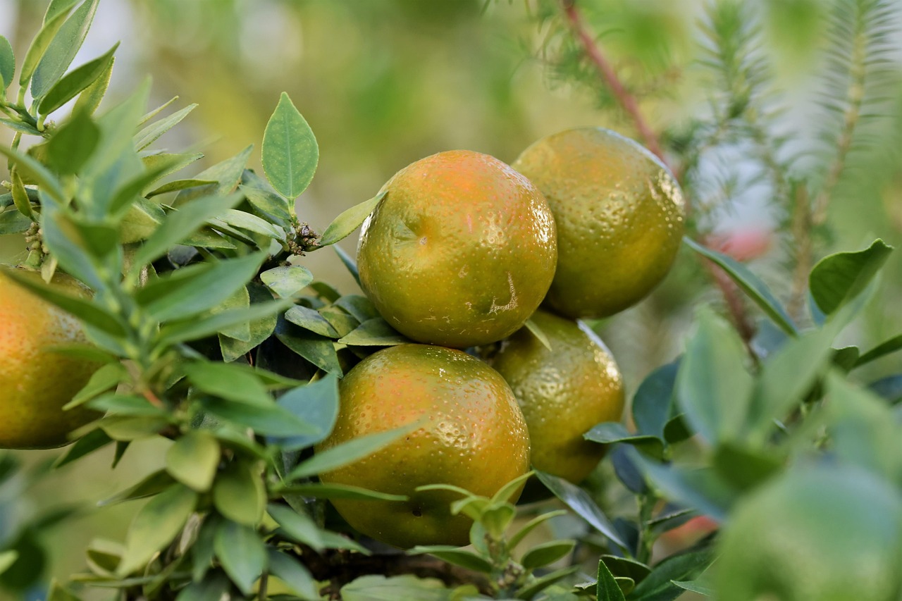 grapefruit fruit citrus fruit vitamins grapefruit tree ripe healthy food fruit fruit fruit fruit fruit citrus fruit
