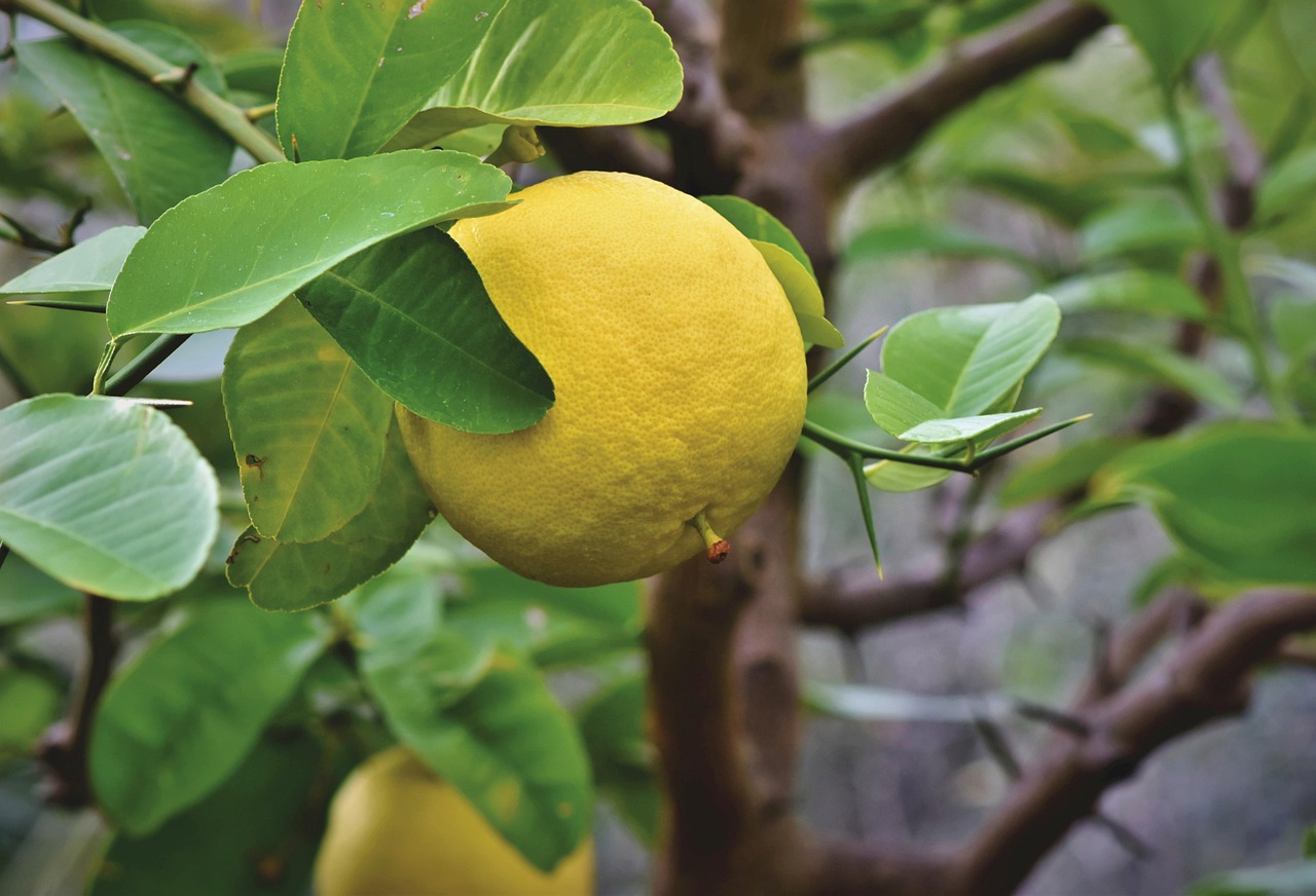 grapefruit fruit citrus fruit vitamins grapefruit tree angry food ripe healthy