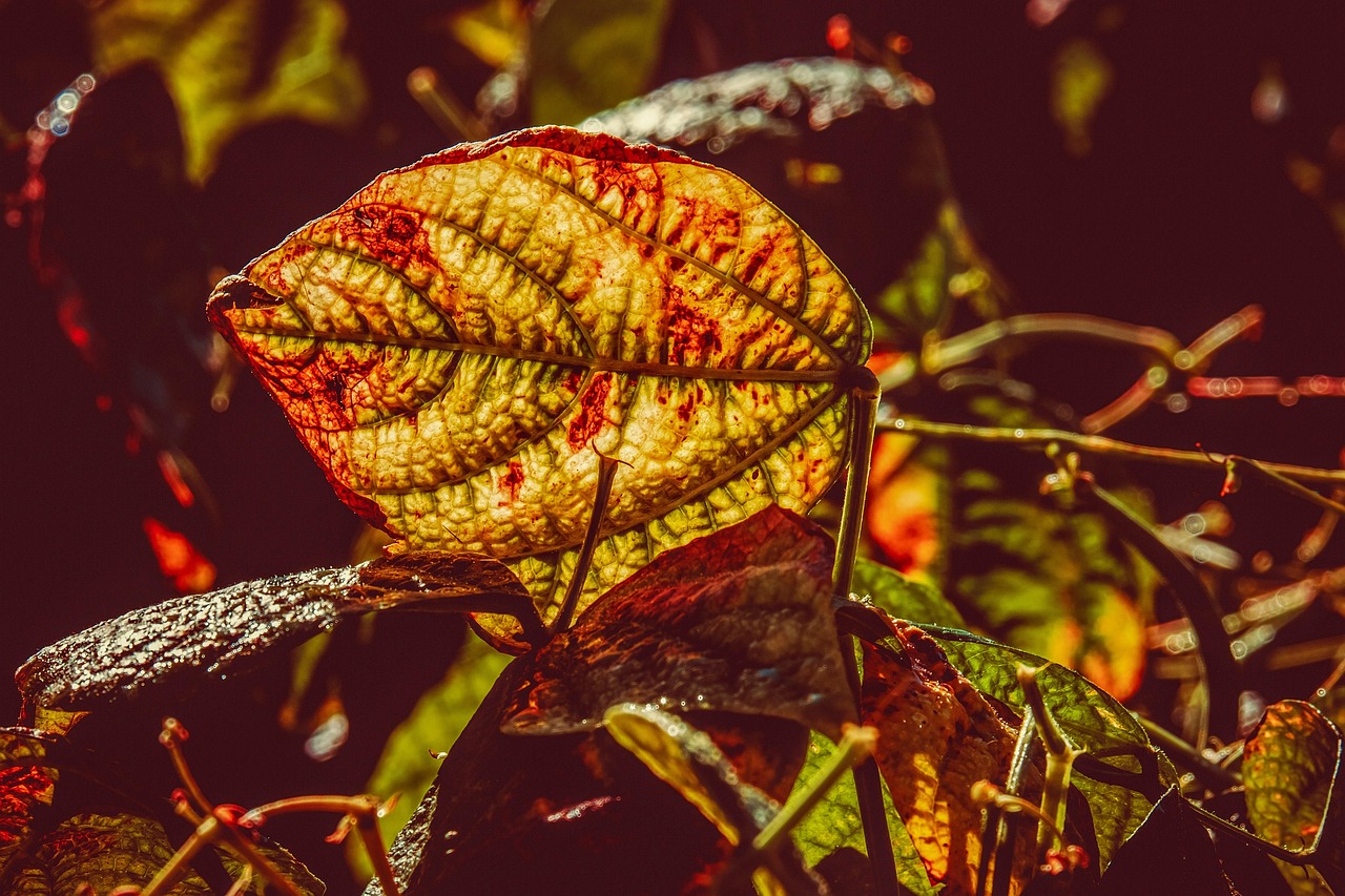 bean leaves plant fall common bean leaf veins foliage autumn nature backlight closeup