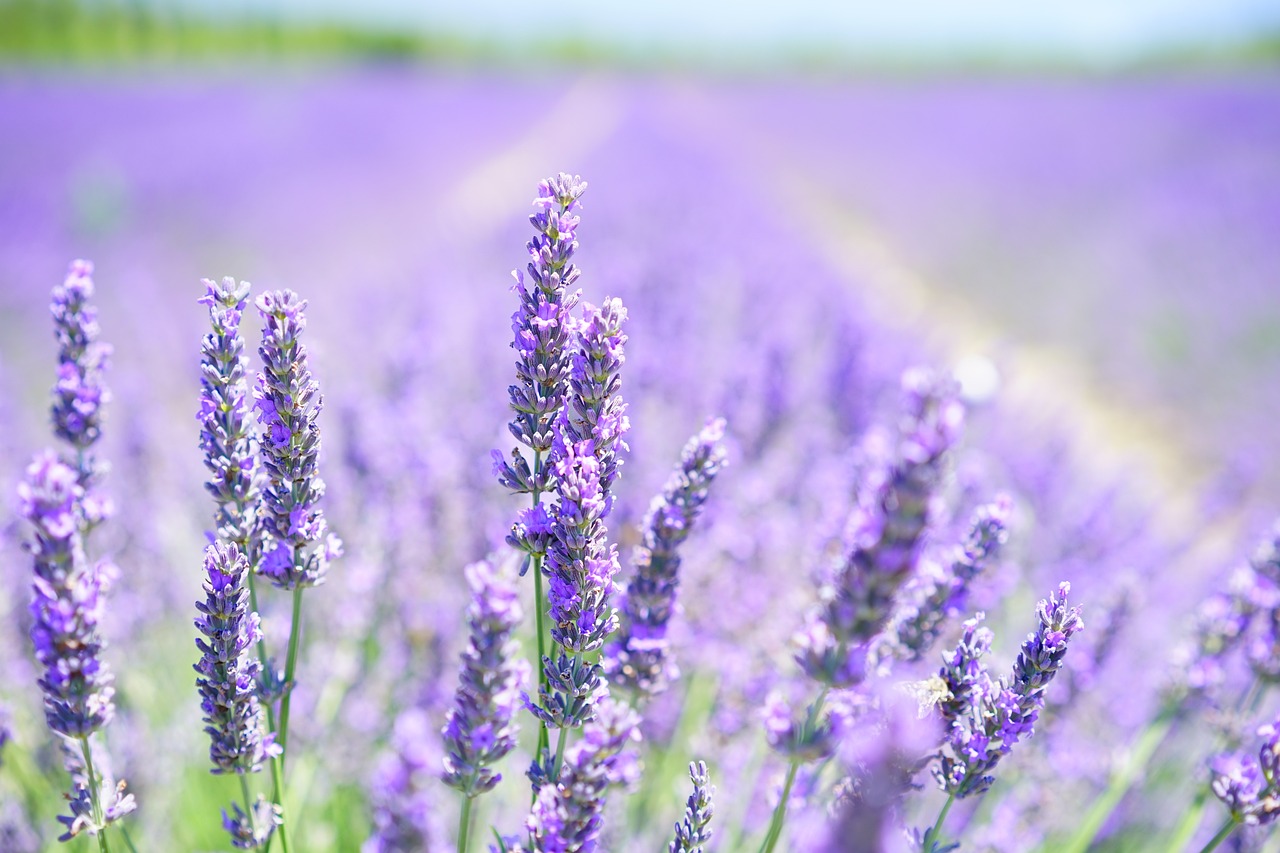 lavender flowers field bloom blossom plant flora aromatic fragrance lavender blossom lavender field lavender cultivation lavendula beautiful flowers lamiaceae scented plant flower wallpaper medicinal plant fragrant garden flowers herbs lavender meadow summer flower background garden nature
