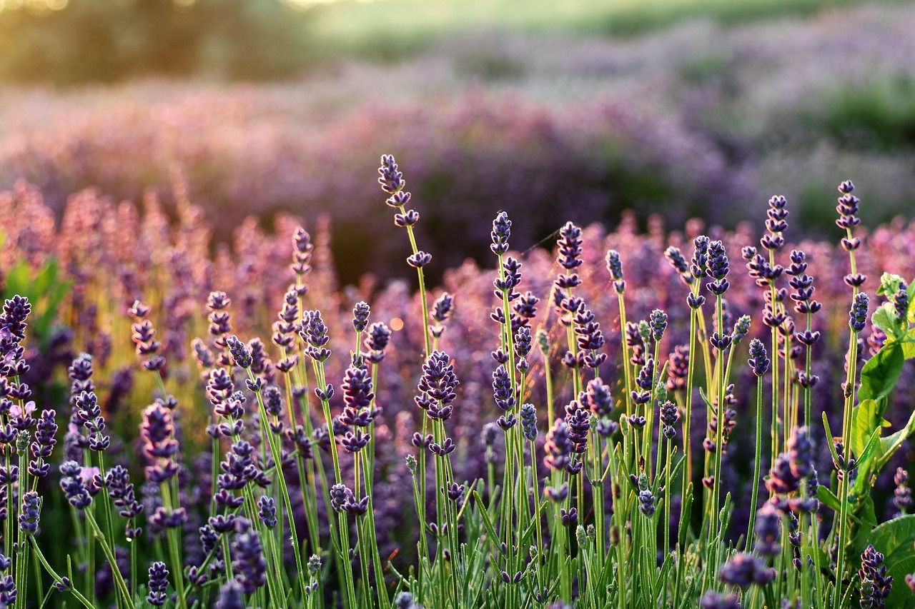 lavender flower background the smell of flowers lavender fields purple flowers flower wallpaper flower beautiful flowers flora lavender garden nature