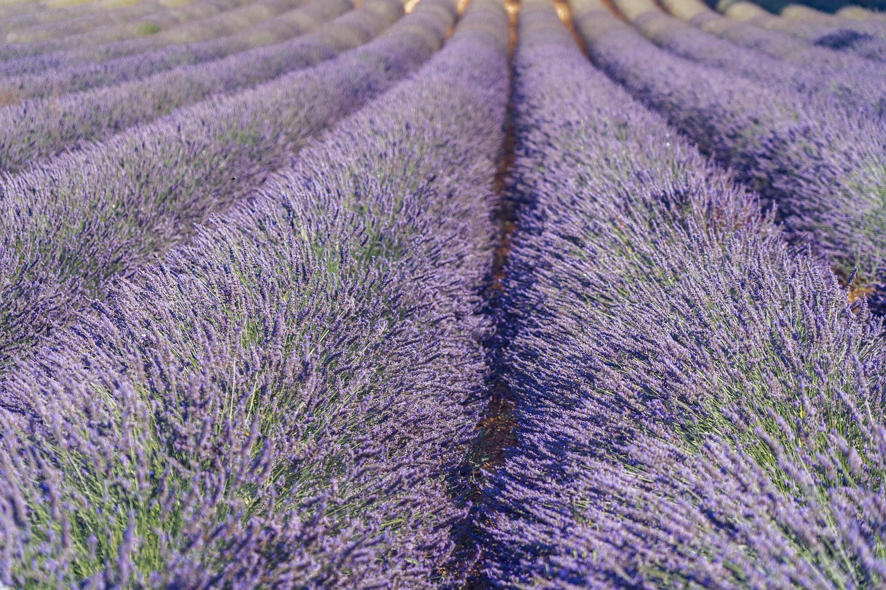lavender flower wallpaper lavender field beautiful flowers flower purple lavender cultivation nature summer blossoms flower background fragrant provence south france