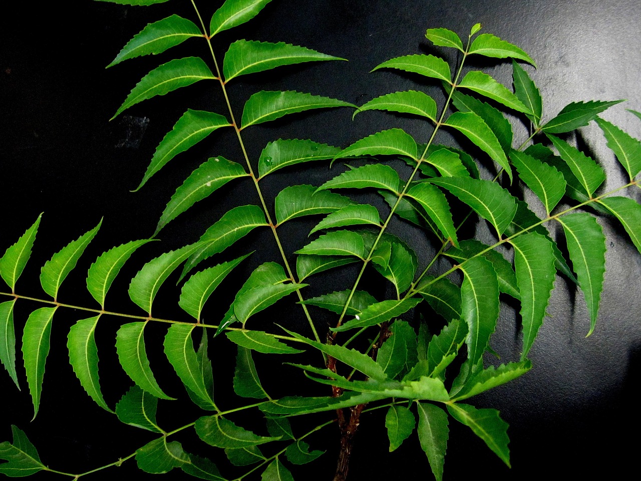 neem leaves neem herb neem leaves neem leaves neem leaves neem leaves neem neem neem neem neem