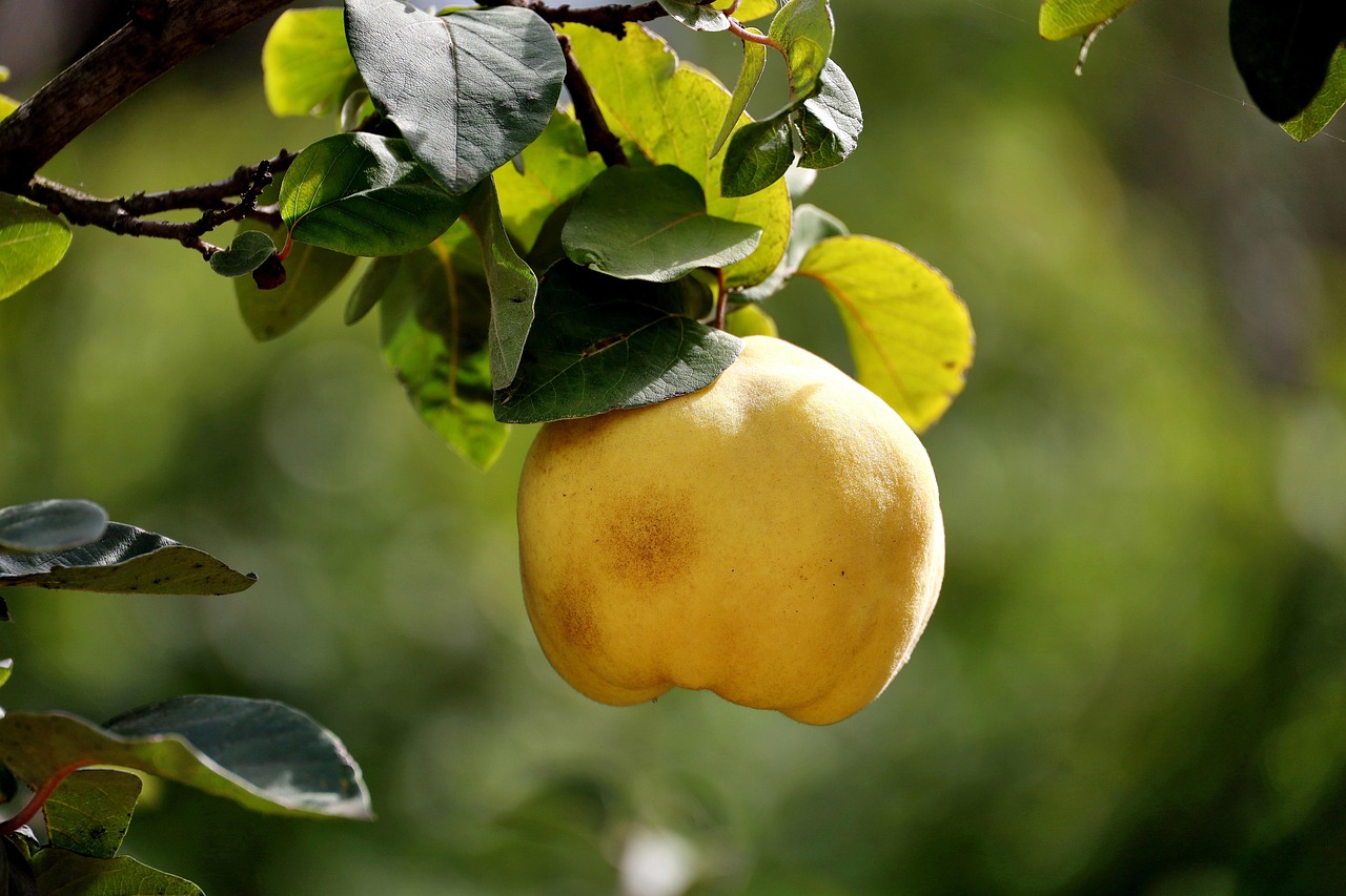 quince fruit tree branch leaves food nature organic closeup yellow green quince quince quince quince quince