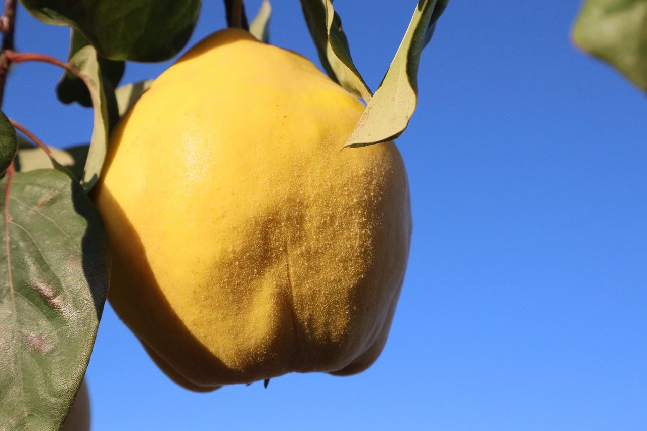 quince fruit tree tree branch fruit tree food organic close up nature quince quince quince quince quince fruit food