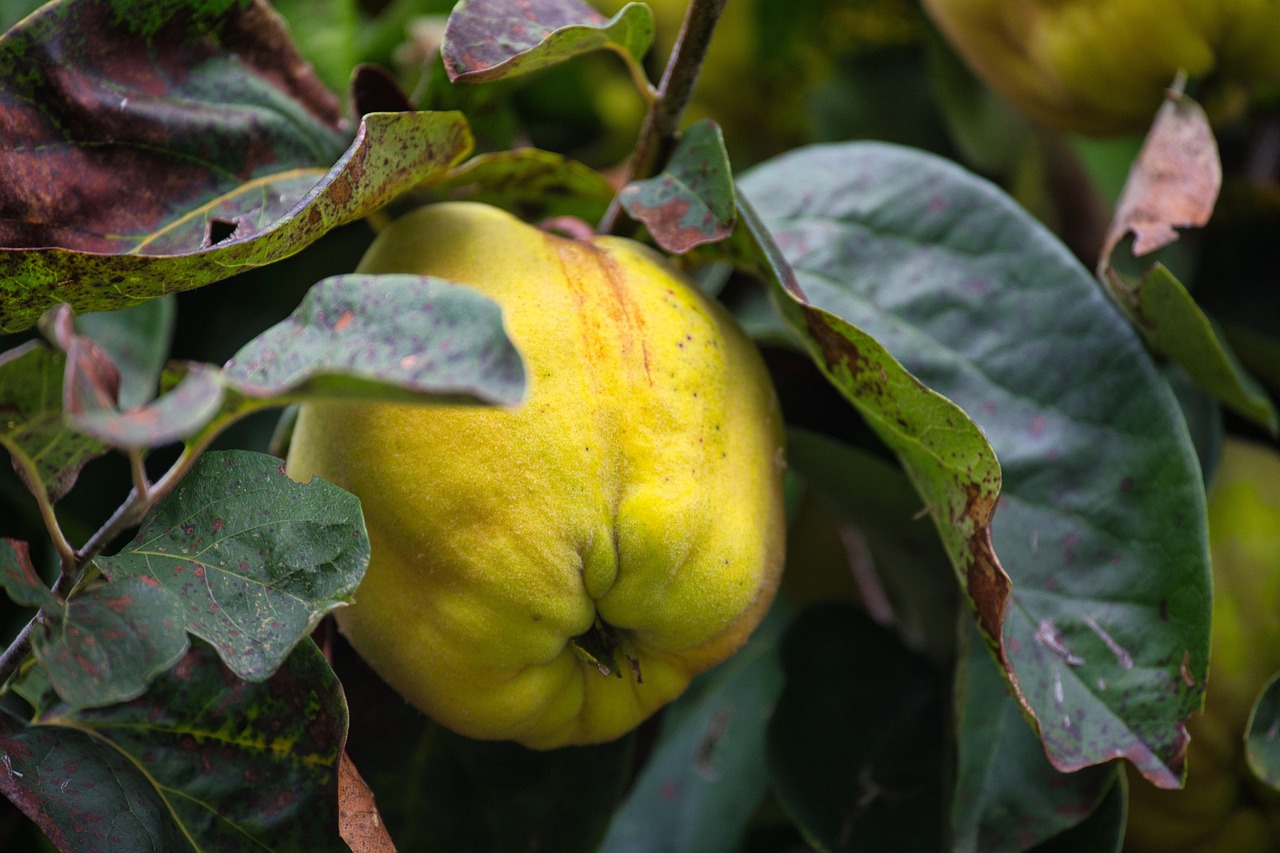 quince quince tree fruit food fresh ripe leaves tree nature quince quince quince quince quince