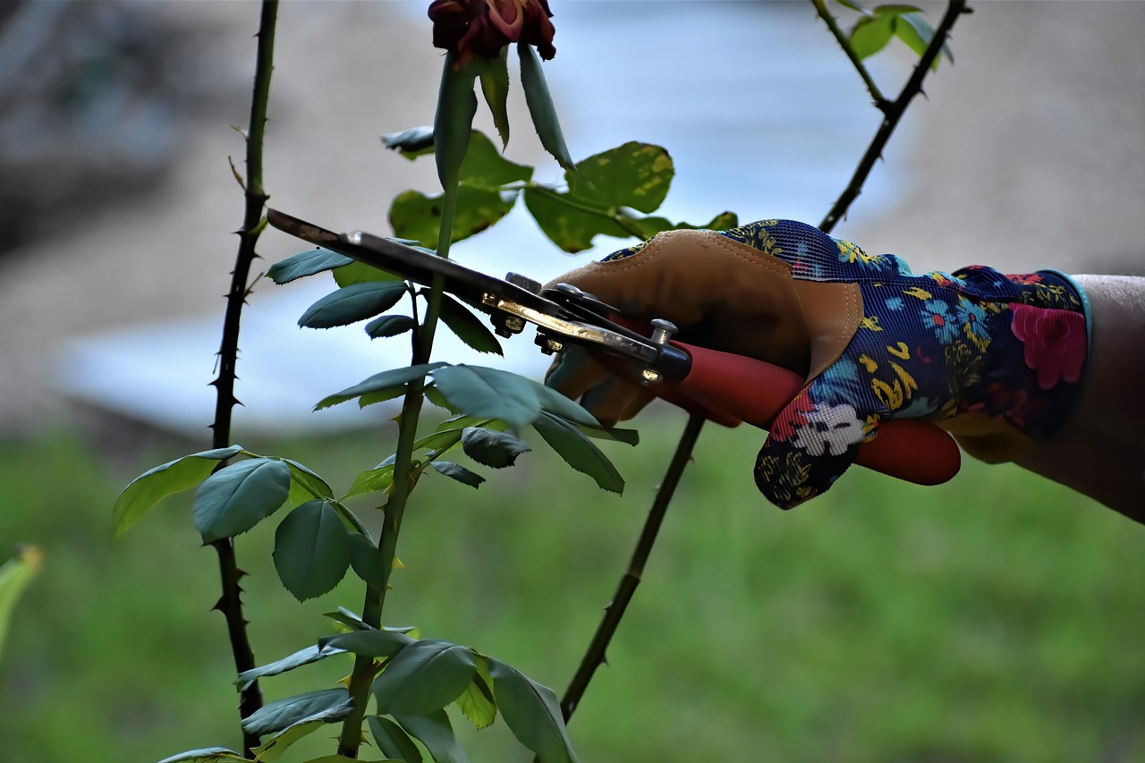 rose pruning pruning gardening working hands garden plants shears nature pruning pruning pruning pruning pruning