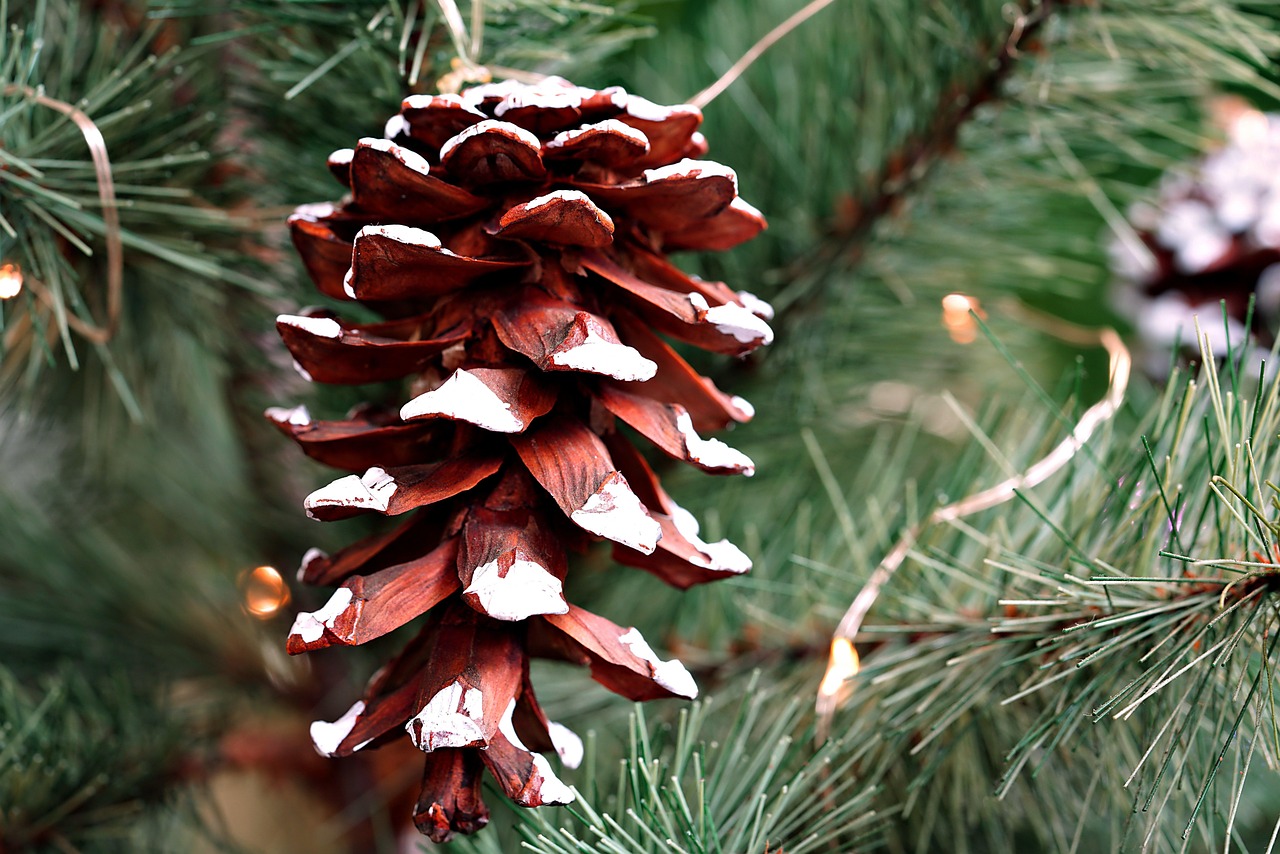 prune pine cone nature tree christmas tree decoration pinecone